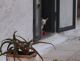 Potovanje po prelepi Apuliji (Puglia) - kaj si ogledati 270 Lingula | Ostuni